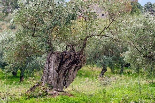 Antike Olivenbäume Mallorca - von Olivenplantage-Mallorca.com