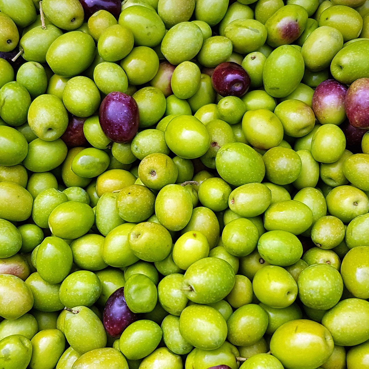 Ihre Oliven